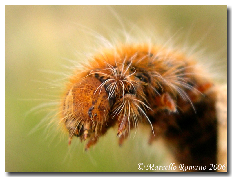 Bruchi fra l''erica, prima parte: Lasiocampa quercus